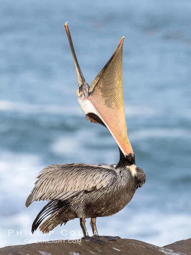 A perfect Brown Pelican Head Throw with Distant Ocean in Background, bending over backwards, stretching its neck and gular pouch, winter adult breeding plumage coloration, Pelecanus occidentalis, Pelecanus occidentalis californicus, La Jolla, California A perfect Brown Pelican Head Throw with Distant Ocean in Background, bending over backwards, stretching its neck and gular pouch, winter adult breeding plumage coloration, Pelecanus occidentalis, Pelecanus occidentalis californicus, La Jolla, California