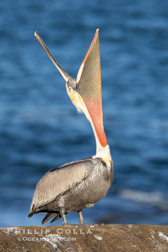 A perfect Brown Pelican Head Throw with Distant Ocean in Background, bending over backwards, stretching its neck and gular pouch, winter adult non-breeding plumage coloration. La Jolla, California, USA, Pelecanus occidentalis, Pelecanus occidentalis californicus, natural history stock photograph, photo id 38935