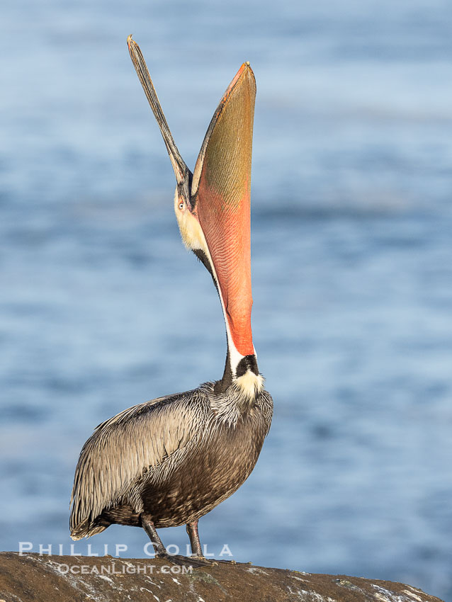 A perfect Brown Pelican Head Throw with Distant Ocean in Background, bending over backwards, stretching its neck and gular pouch, winter adult breeding plumage coloration. La Jolla, California, USA, Pelecanus occidentalis, Pelecanus occidentalis californicus, natural history stock photograph, photo id 38889
