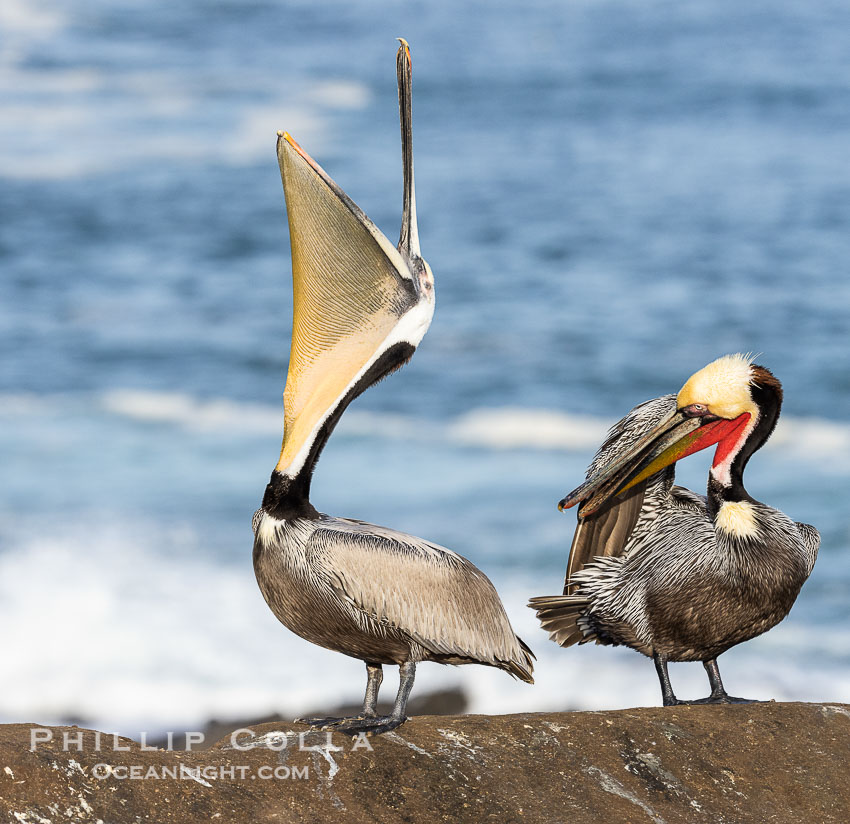 A perfect Brown Pelican Head Throw. Note the contrasting plumage. Both are breeding adults. Left has white head and unusual yellow throat, while right has more typical yellow head and red throat, Distant Ocean in Background,  bending over backwards, stretching its neck and gular pouch. La Jolla, California, USA, Pelecanus occidentalis, Pelecanus occidentalis californicus, natural history stock photograph, photo id 38893