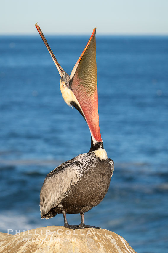 A perfect Brown Pelican Head Throw with Distant Ocean in Background, bending over backwards, stretching its neck and gular pouch. Note the winter breeding plumage, yellow head, red and olive throat, pink skin around the eye, brown hind neck with some white neck side detail, gray breast and body, Pelecanus occidentalis, Pelecanus occidentalis californicus, La Jolla, California