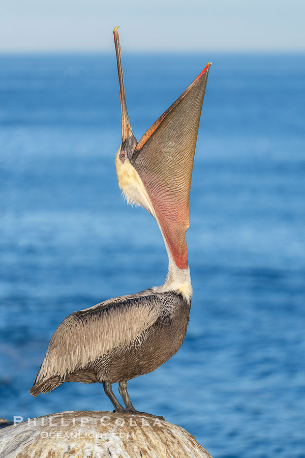 A perfect Brown Pelican Head Throw with Distant Ocean in Background, bending backwards, stretching its neck and gular pouch, winter adult non-breeding plumage coloration., Pelecanus occidentalis, Pelecanus occidentalis californicus, natural history stock photograph, photo id 40781