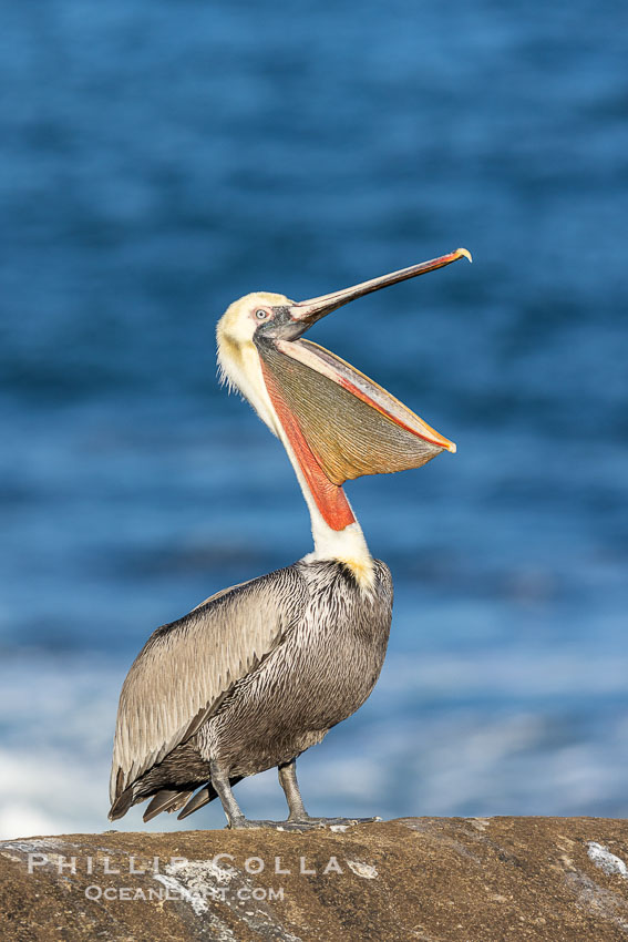 Brown Pelican with open mouth and throat pouch, with Distant Ocean in Background,  stretching its neck and gular pouch, winter adult non-breeding plumage coloration. La Jolla, California, USA, Pelecanus occidentalis, Pelecanus occidentalis californicus, natural history stock photograph, photo id 38936