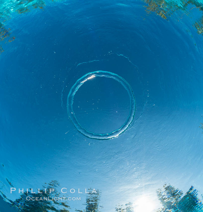 An amazing toroidal wonder, this perfect bubble ring ascends through the water to the surface., natural history stock photograph, photo id 30960