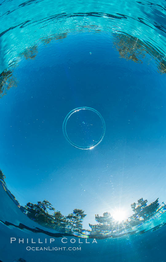 An amazing toroidal wonder, this perfect bubble ring ascends through the water to the surface., natural history stock photograph, photo id 30959