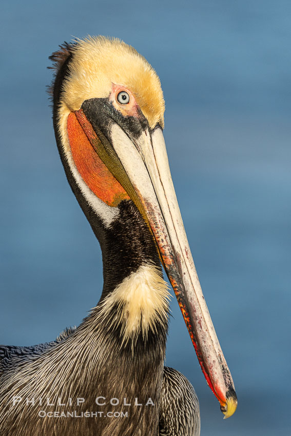 Perfect California brown pelican breeding plumage portrait, with brown hind neck, yellow head and bright red throat, perched on rock over the Pacific Ocean in La Jolla., Pelecanus occidentalis, Pelecanus occidentalis californicus, natural history stock photograph, photo id 41510