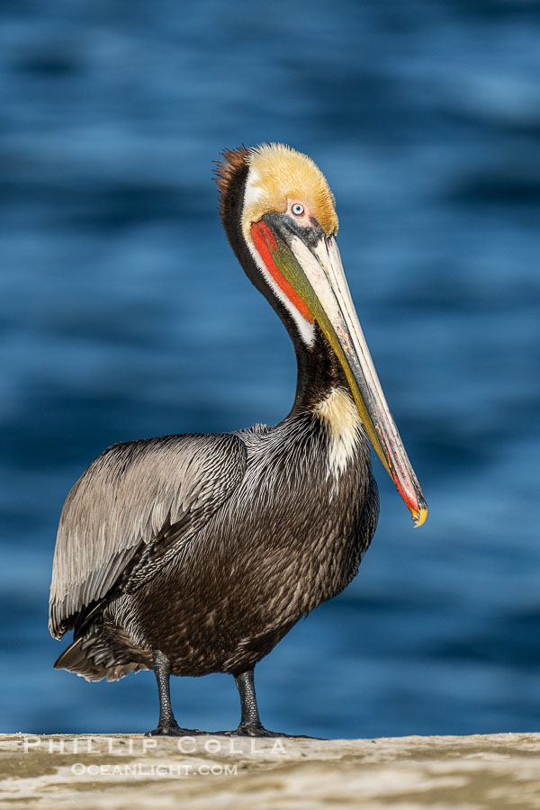 Perfect California brown pelican breeding plumage portrait, with brown hind neck, yellow head and bright red throat, perched on rock over the Pacific Ocean in La Jolla., Pelecanus occidentalis, Pelecanus occidentalis californicus, natural history stock photograph, photo id 41536