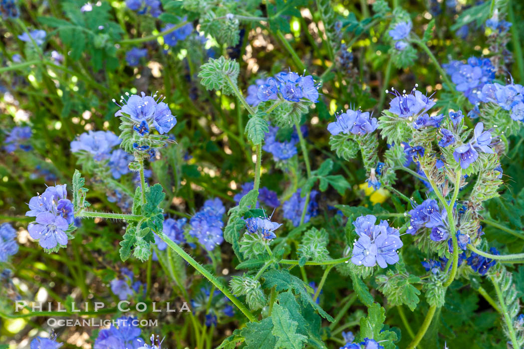 Wild heliotrope, Glorietta Canyon.  Heavy winter rains led to a historic springtime bloom in 2005, carpeting the entire desert in vegetation and color for months. Anza-Borrego Desert State Park, Borrego Springs, California, USA, Phacelia distans, natural history stock photograph, photo id 10929