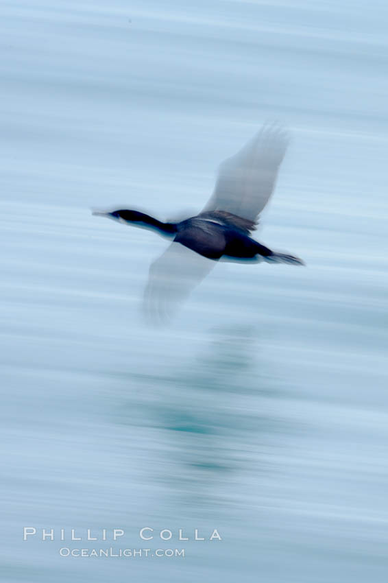 Cormorant in flight, blurred as it speeds over the ocean. La Jolla, California, USA, Phalacrocorax, natural history stock photograph, photo id 18464
