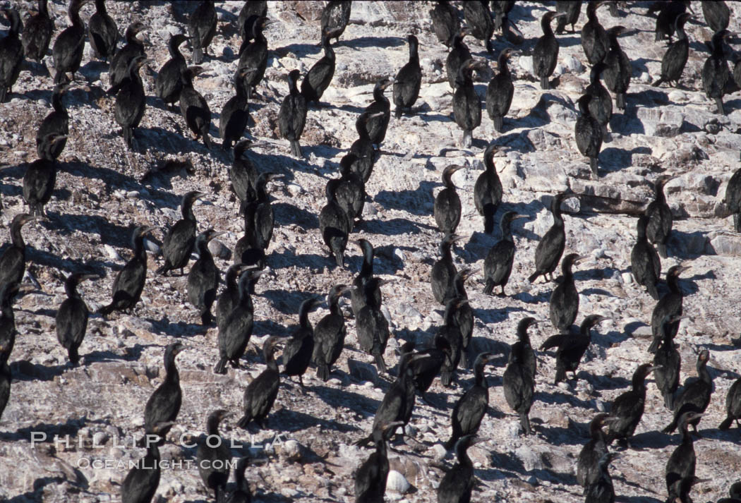 Cormorant colony, Coronado Islands, Mexico. Coronado Islands (Islas Coronado), Baja California, Phalacrocorax, natural history stock photograph, photo id 05785