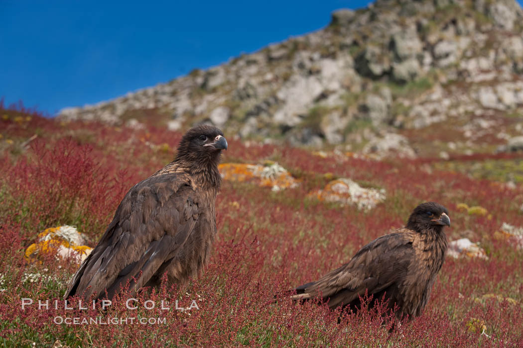 Straited caracara, a bird of prey found throughout the Falkland Islands.  The striated caracara is an opportunistic feeder, often scavenging for carrion but also known to attack weak or injured birds. Steeple Jason Island, United Kingdom, Phalcoboenus australis, natural history stock photograph, photo id 24126