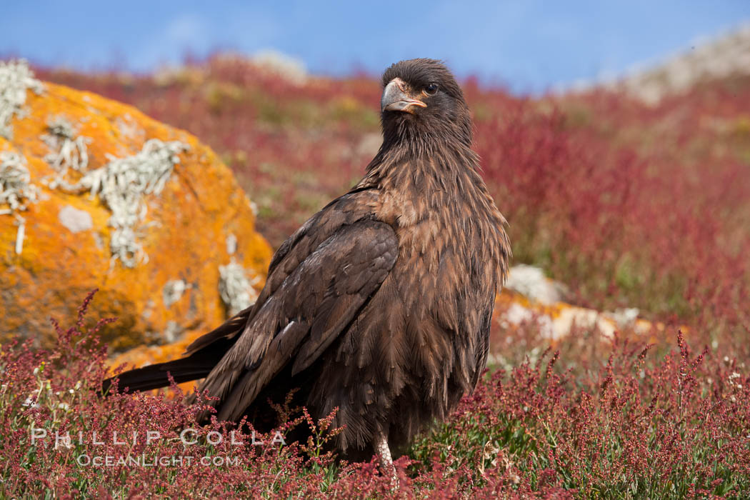 Straited caracara, a bird of prey found throughout the Falkland Islands.  The striated caracara is an opportunistic feeder, often scavenging for carrion but also known to attack weak or injured birds. Steeple Jason Island, United Kingdom, Phalcoboenus australis, natural history stock photograph, photo id 24274