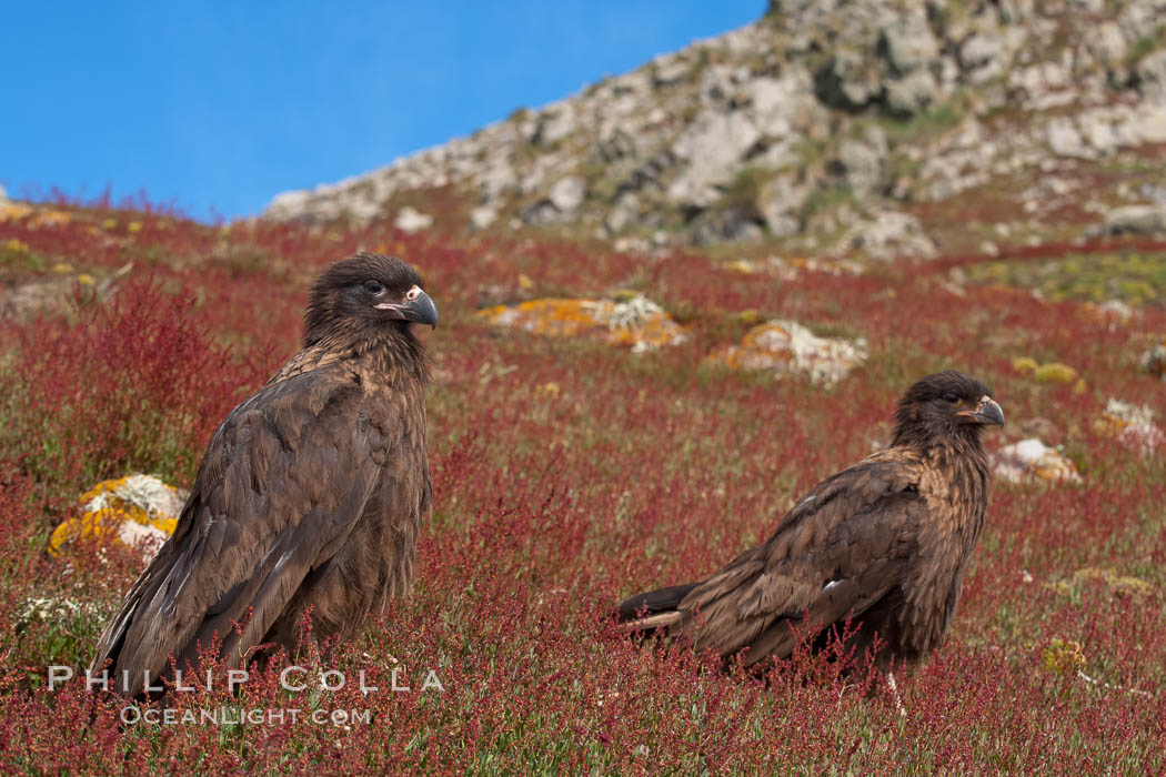 Straited caracara, a bird of prey found throughout the Falkland Islands.  The striated caracara is an opportunistic feeder, often scavenging for carrion but also known to attack weak or injured birds. Steeple Jason Island, United Kingdom, Phalcoboenus australis, natural history stock photograph, photo id 24277