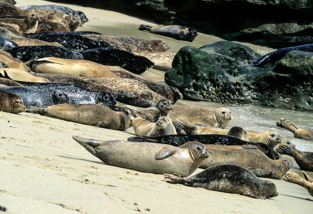 Pacific harbor seals rest while hauled out on a sandy beach.  This group of harbor seals, which has formed a breeding colony at a small but popular beach near San Diego, is at the center of considerable controversy.  While harbor seals are protected from harassment by the Marine Mammal Protection Act and other legislation, local interests would like to see the seals leave so that people can resume using the beach. La Jolla, California, USA, Phoca vitulina richardsi, natural history stock photograph, photo id 10450