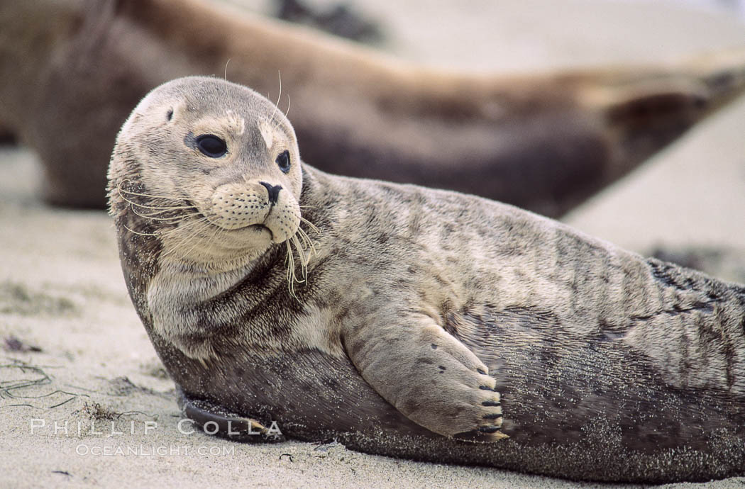 A Pacific harbor seal hauls out on a sandy beach.  This group of harbor seals, which has formed a breeding colony at a small but popular beach near San Diego, is at the center of considerable controversy.  While harbor seals are protected from harassment by the Marine Mammal Protection Act and other legislation, local interests would like to see the seals leave so that people can resume using the beach. La Jolla, California, USA, Phoca vitulina richardsi, natural history stock photograph, photo id 10454