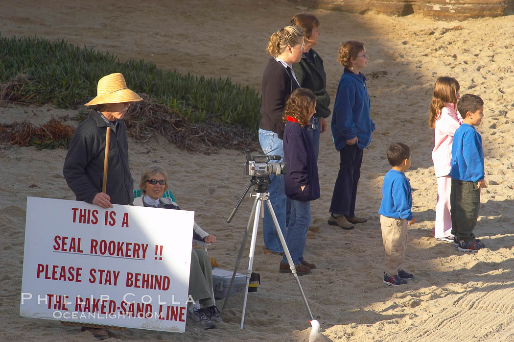 A La Jolla Friends of the Seals volunteer encourages visitors to stay away from the harbor seals at Childrens Pool in La Jolla, California while videotaping those who approach the seals.  The La Jolla colony of harbor seals, which has formed a breeding colony at a small but popular beach near San Diego, is at the center of considerable controversy.  While harbor seals are protected from harassment by the Marine Mammal Protection Act and other legislation, local interests would like to see the seals leave so that people can resume using the beach. USA, Phoca vitulina richardsi, natural history stock photograph, photo id 12710