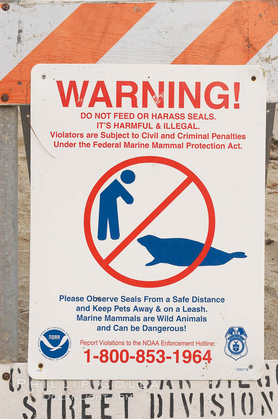 A sign warns visitors to stay away from the harbor seals at Childrens Pool in La Jolla, California while videotaping those who approach the seals.  The La Jolla colony of harbor seals, which has formed a breeding colony at a small but popular beach near San Diego, is at the center of considerable controversy.  While harbor seals are protected from harassment by the Marine Mammal Protection Act and other legislation, local interests would like to see the seals leave so that people can resume using the beach. USA, Phoca vitulina richardsi, natural history stock photograph, photo id 12714