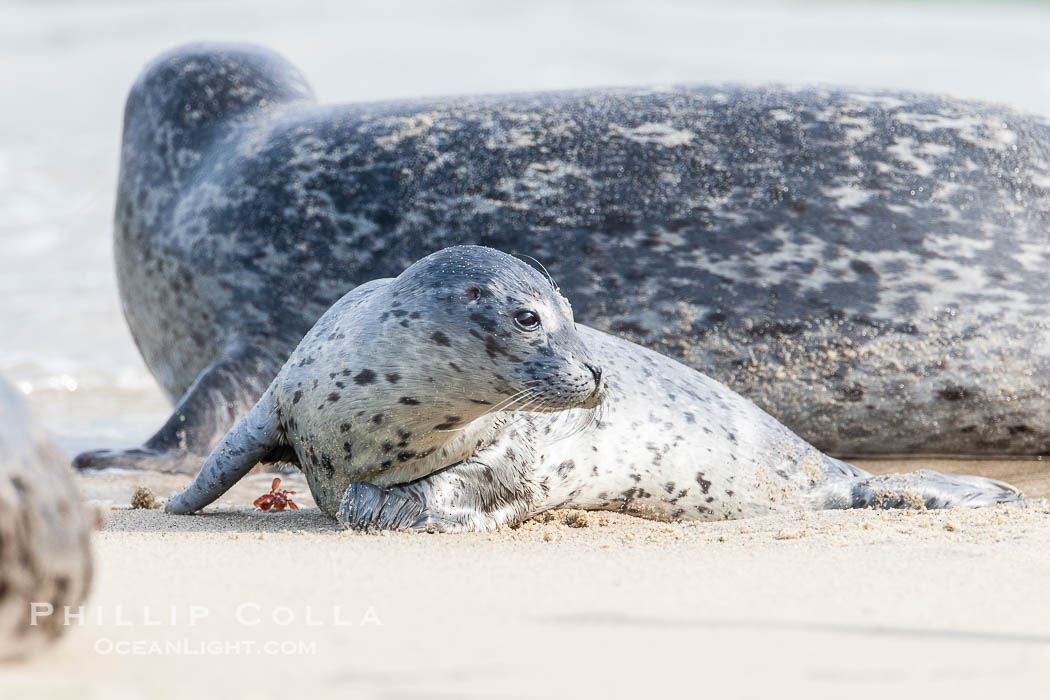 Pacific harbor seal, mother and pup. La Jolla, California, USA, Phoca vitulina richardsi, natural history stock photograph, photo id 15754