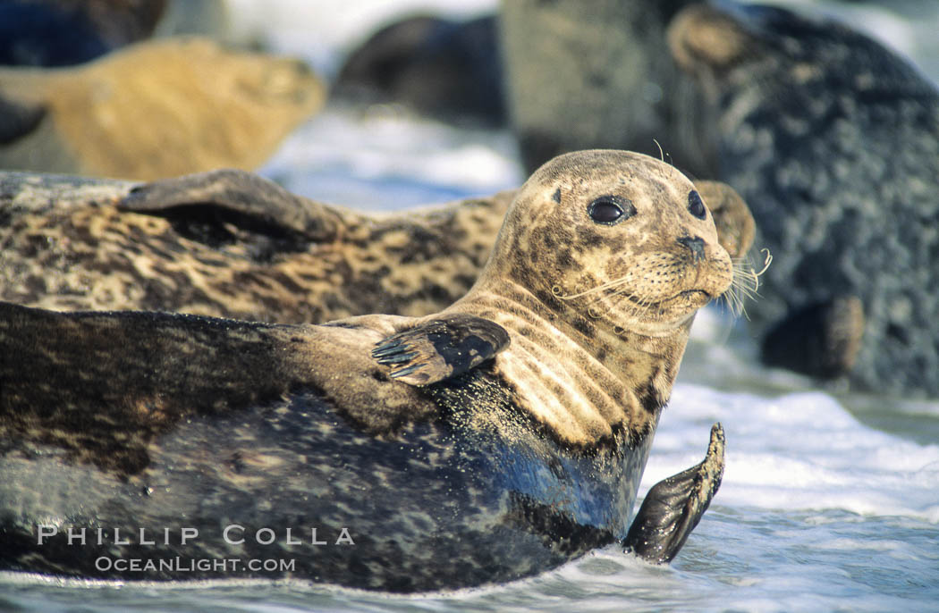 Pacific harbor seals rest while hauled out on a sandy beach.  This group of harbor seals, which has formed a breeding colony at a small but popular beach near San Diego, is at the center of considerable controversy.  While harbor seals are protected from harassment by the Marine Mammal Protection Act and other legislation, local interests would like to see the seals leave so that people can resume using the beach. La Jolla, California, USA, Phoca vitulina richardsi, natural history stock photograph, photo id 10444