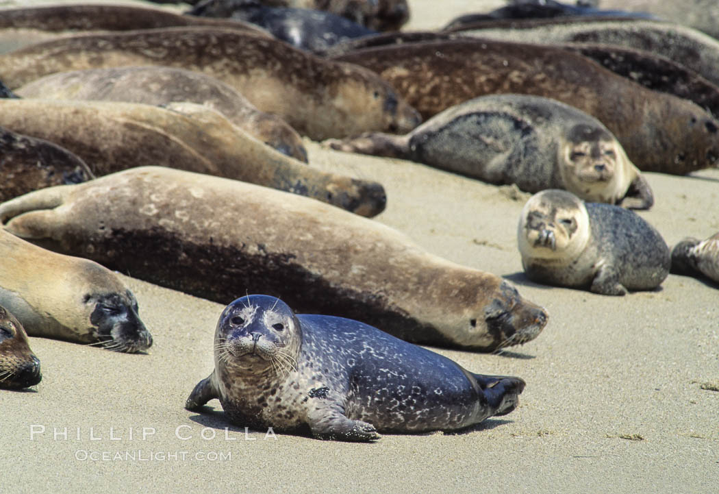 Pacific harbor seals rest while hauled out on a sandy beach.  This group of harbor seals, which has formed a breeding colony at a small but popular beach near San Diego, is at the center of considerable controversy.  While harbor seals are protected from harassment by the Marine Mammal Protection Act and other legislation, local interests would like to see the seals leave so that people can resume using the beach. La Jolla, California, USA, Phoca vitulina richardsi, natural history stock photograph, photo id 10452