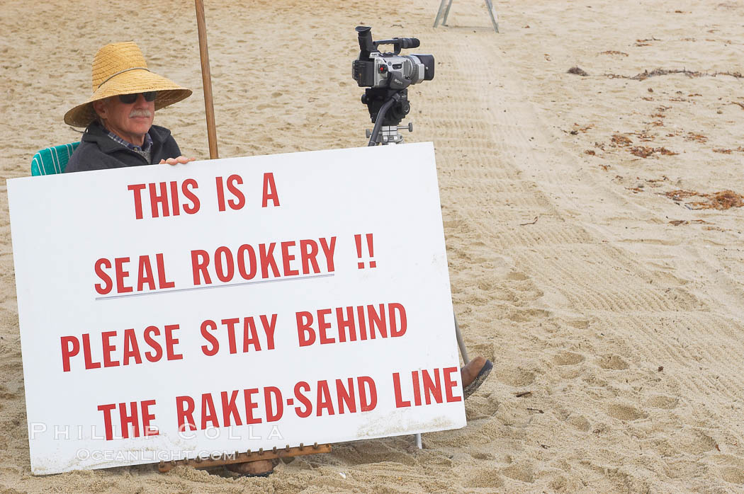 A La Jolla Friends of the Seals volunteer encourages visitors to stay away from the harbor seals at Childrens Pool in La Jolla, California while videotaping those who approach the seals.  The La Jolla colony of harbor seals, which has formed a breeding colony at a small but popular beach near San Diego, is at the center of considerable controversy.  While harbor seals are protected from harassment by the Marine Mammal Protection Act and other legislation, local interests would like to see the seals leave so that people can resume using the beach. USA, Phoca vitulina richardsi, natural history stock photograph, photo id 12708