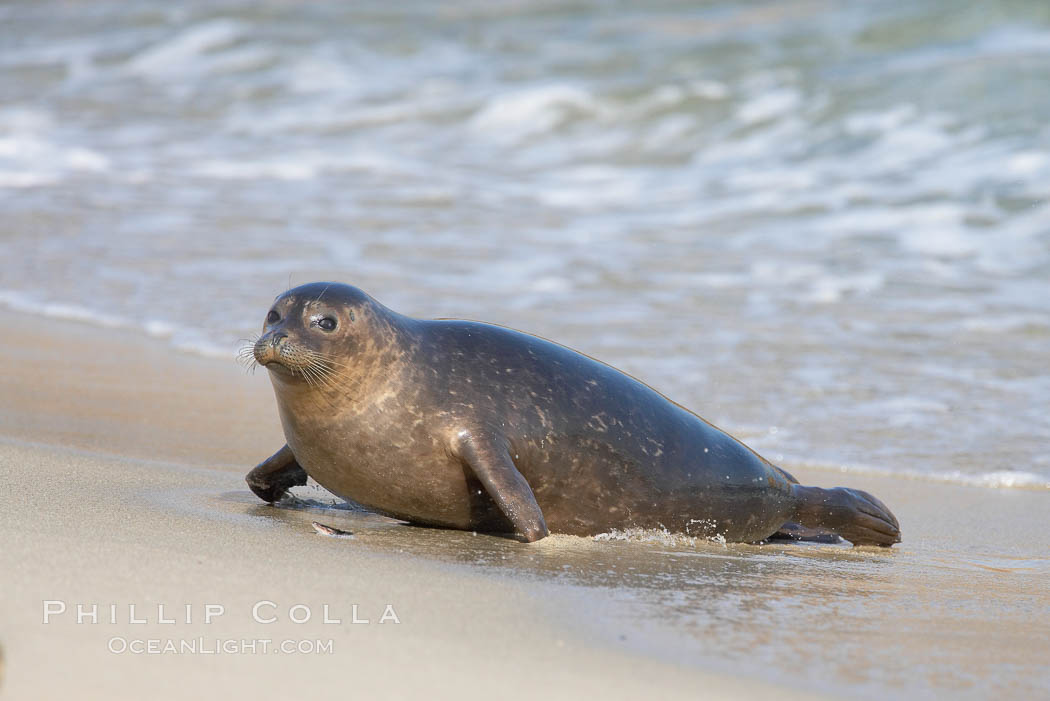A Pacific harbor seal leaves the surf to haul out on a sandy beach.  This group of harbor seals, which has formed a breeding colony at a small but popular beach near San Diego, is at the center of considerable controversy.  While harbor seals are protected from harassment by the Marine Mammal Protection Act and other legislation, local interests would like to see the seals leave so that people can resume using the beach. La Jolla, California, USA, Phoca vitulina richardsi, natural history stock photograph, photo id 15044