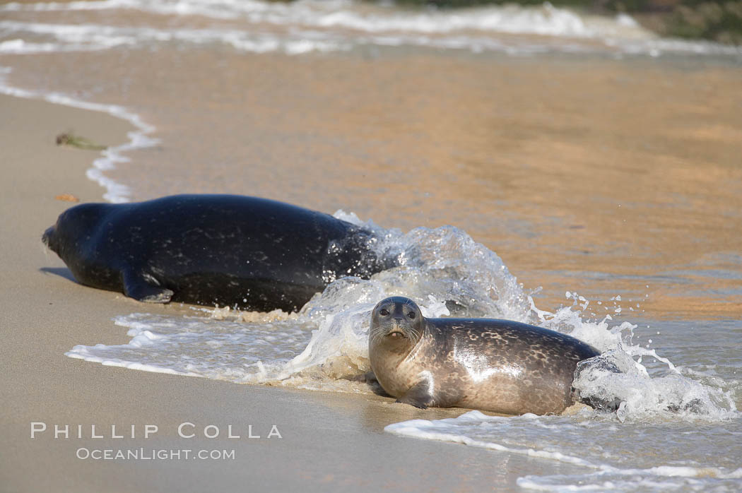 A Pacific harbor seal leaves the surf to haul out on a sandy beach.  This group of harbor seals, which has formed a breeding colony at a small but popular beach near San Diego, is at the center of considerable controversy.  While harbor seals are protected from harassment by the Marine Mammal Protection Act and other legislation, local interests would like to see the seals leave so that people can resume using the beach. La Jolla, California, USA, Phoca vitulina richardsi, natural history stock photograph, photo id 15052