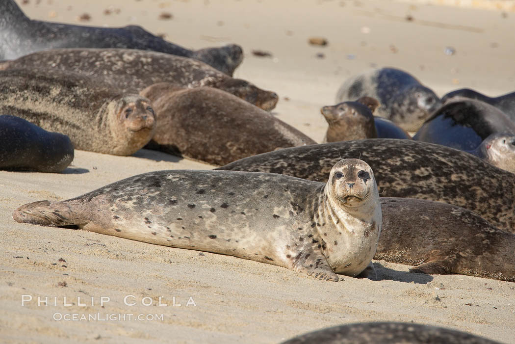 A Pacific harbor seal hauled out on a sandy beach.  This group of harbor seals, which has formed a breeding colony at a small but popular beach near San Diego, is at the center of considerable controversy.  While harbor seals are protected from harassment by the Marine Mammal Protection Act and other legislation, local interests would like to see the seals leave so that people can resume using the beach. La Jolla, California, USA, Phoca vitulina richardsi, natural history stock photograph, photo id 15056