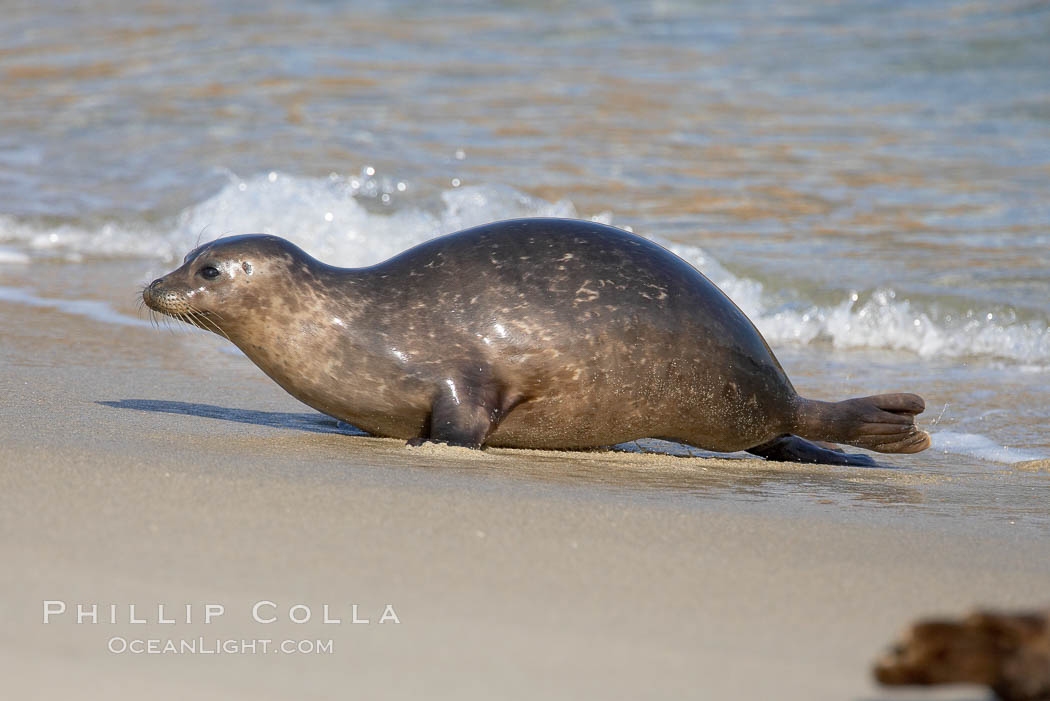 A Pacific harbor seal leaves the surf to haul out on a sandy beach.  This group of harbor seals, which has formed a breeding colony at a small but popular beach near San Diego, is at the center of considerable controversy.  While harbor seals are protected from harassment by the Marine Mammal Protection Act and other legislation, local interests would like to see the seals leave so that people can resume using the beach. La Jolla, California, USA, Phoca vitulina richardsi, natural history stock photograph, photo id 15060