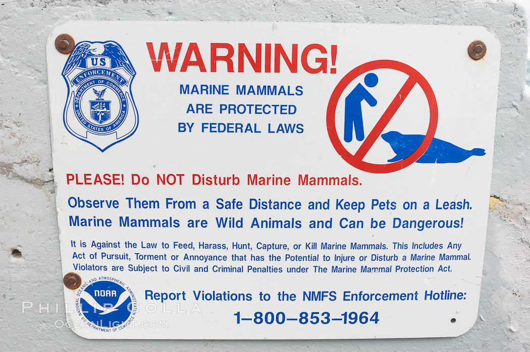 A sign warns visitors to stay away from the harbor seals at Childrens Pool in La Jolla, California while videotaping those who approach the seals.  The La Jolla colony of harbor seals, which has formed a breeding colony at a small but popular beach near San Diego, is at the center of considerable controversy.  While harbor seals are protected from harassment by the Marine Mammal Protection Act and other legislation, local interests would like to see the seals leave so that people can resume using the beach. USA, Phoca vitulina richardsi, natural history stock photograph, photo id 12711