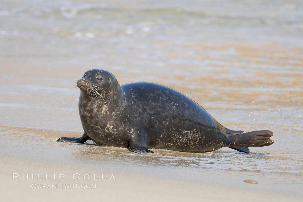 A Pacific harbor seal leaves the surf to haul out on a sandy beach.  This group of harbor seals, which has formed a breeding colony at a small but popular beach near San Diego, is at the center of considerable controversy.  While harbor seals are protected from harassment by the Marine Mammal Protection Act and other legislation, local interests would like to see the seals leave so that people can resume using the beach. La Jolla, California, USA, Phoca vitulina richardsi, natural history stock photograph, photo id 15047