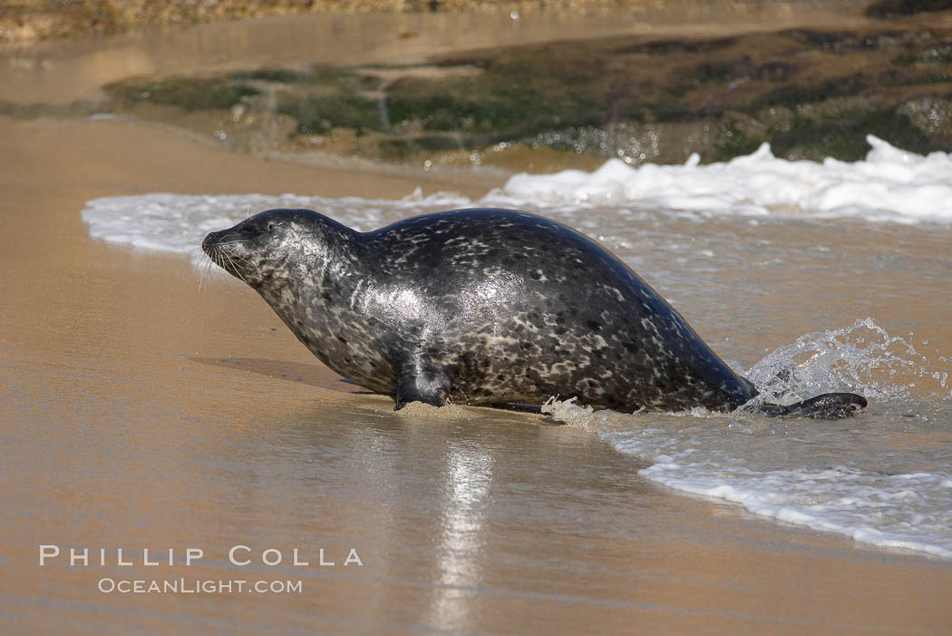 A Pacific harbor seal leaves the surf to haul out on a sandy beach.  This group of harbor seals, which has formed a breeding colony at a small but popular beach near San Diego, is at the center of considerable controversy.  While harbor seals are protected from harassment by the Marine Mammal Protection Act and other legislation, local interests would like to see the seals leave so that people can resume using the beach. La Jolla, California, USA, Phoca vitulina richardsi, natural history stock photograph, photo id 15051