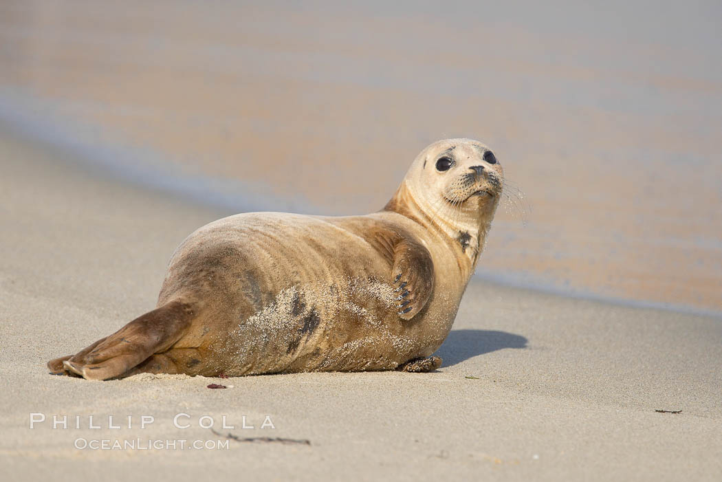 A Pacific harbor seal hauled out on a sandy beach.  This group of harbor seals, which has formed a breeding colony at a small but popular beach near San Diego, is at the center of considerable controversy.  While harbor seals are protected from harassment by the Marine Mammal Protection Act and other legislation, local interests would like to see the seals leave so that people can resume using the beach. La Jolla, California, USA, Phoca vitulina richardsi, natural history stock photograph, photo id 15063