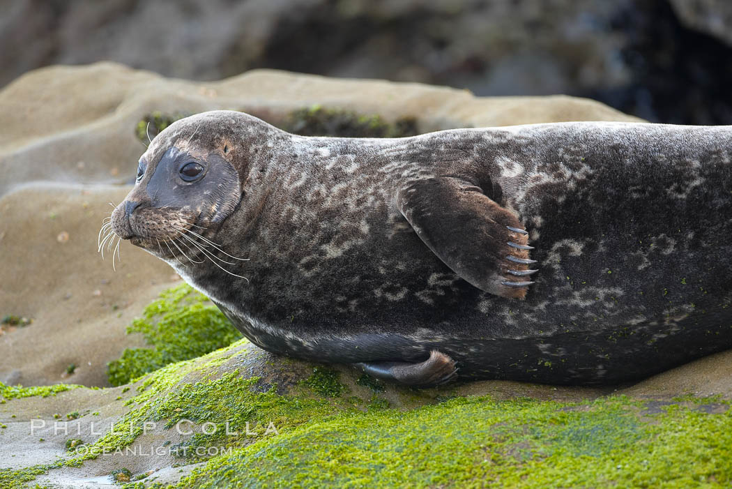 A Pacific harbor seal is hauled out to rest on the rocks.  This group of harbor seals, which has formed a breeding colony at a small but popular beach near San Diego, is at the center of considerable controversy.  While harbor seals are protected from harassment by the Marine Mammal Protection Act and other legislation, local interests would like to see the seals leave so that people can resume using the beach. La Jolla, California, USA, Phoca vitulina richardsi, natural history stock photograph, photo id 15547