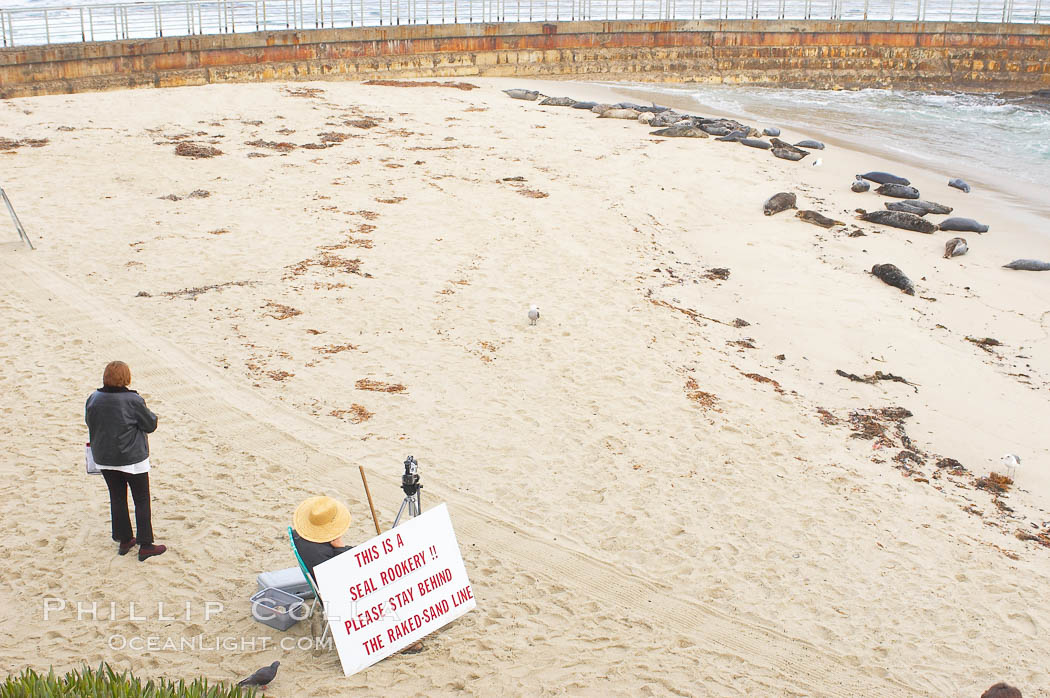 A La Jolla Friends of the Seals volunteer encourages visitors to stay away from the harbor seals at Childrens Pool in La Jolla, California while videotaping those who approach the seals.  The La Jolla colony of harbor seals, which has formed a breeding colony at a small but popular beach near San Diego, is at the center of considerable controversy.  While harbor seals are protected from harassment by the Marine Mammal Protection Act and other legislation, local interests would like to see the seals leave so that people can resume using the beach. USA, Phoca vitulina richardsi, natural history stock photograph, photo id 12709