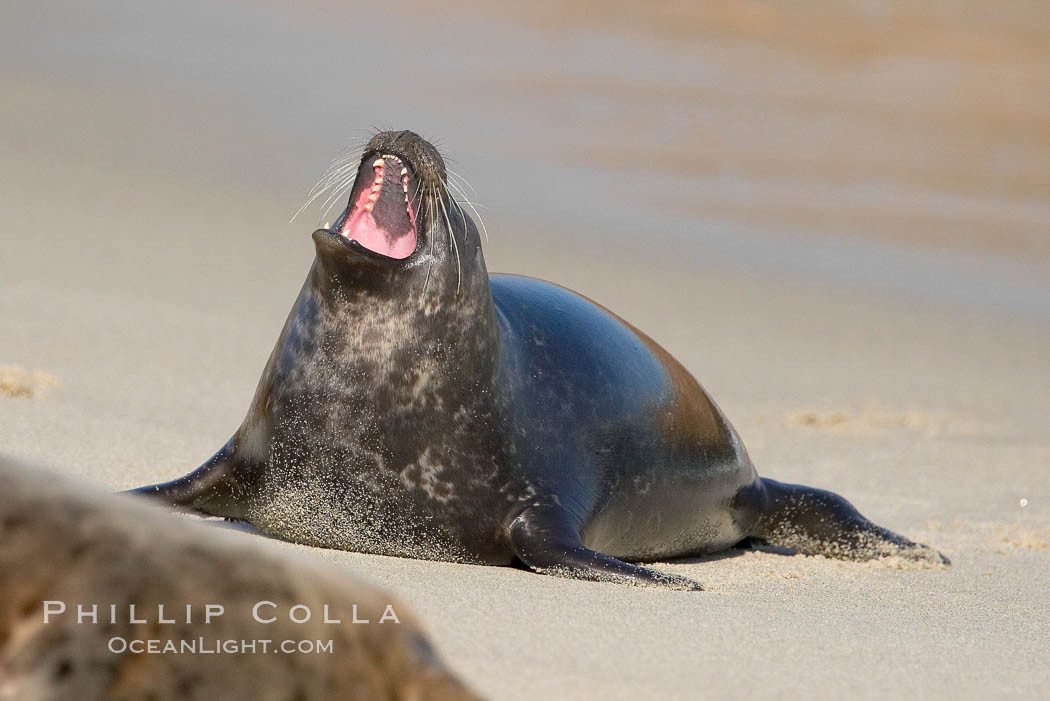 A Pacific harbor seal hauled out on a sandy beach.  This group of harbor seals, which has formed a breeding colony at a small but popular beach near San Diego, is at the center of considerable controversy.  While harbor seals are protected from harassment by the Marine Mammal Protection Act and other legislation, local interests would like to see the seals leave so that people can resume using the beach. La Jolla, California, USA, Phoca vitulina richardsi, natural history stock photograph, photo id 15045