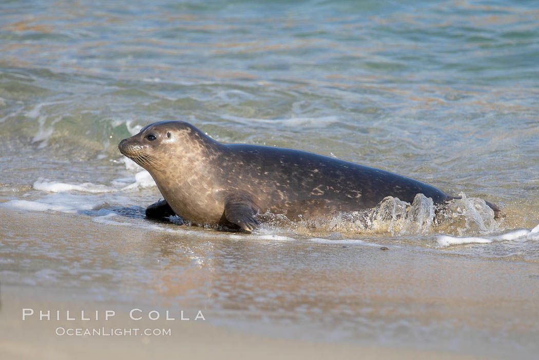 A Pacific harbor seal leaves the surf to haul out on a sandy beach.  This group of harbor seals, which has formed a breeding colony at a small but popular beach near San Diego, is at the center of considerable controversy.  While harbor seals are protected from harassment by the Marine Mammal Protection Act and other legislation, local interests would like to see the seals leave so that people can resume using the beach. La Jolla, California, USA, Phoca vitulina richardsi, natural history stock photograph, photo id 15053