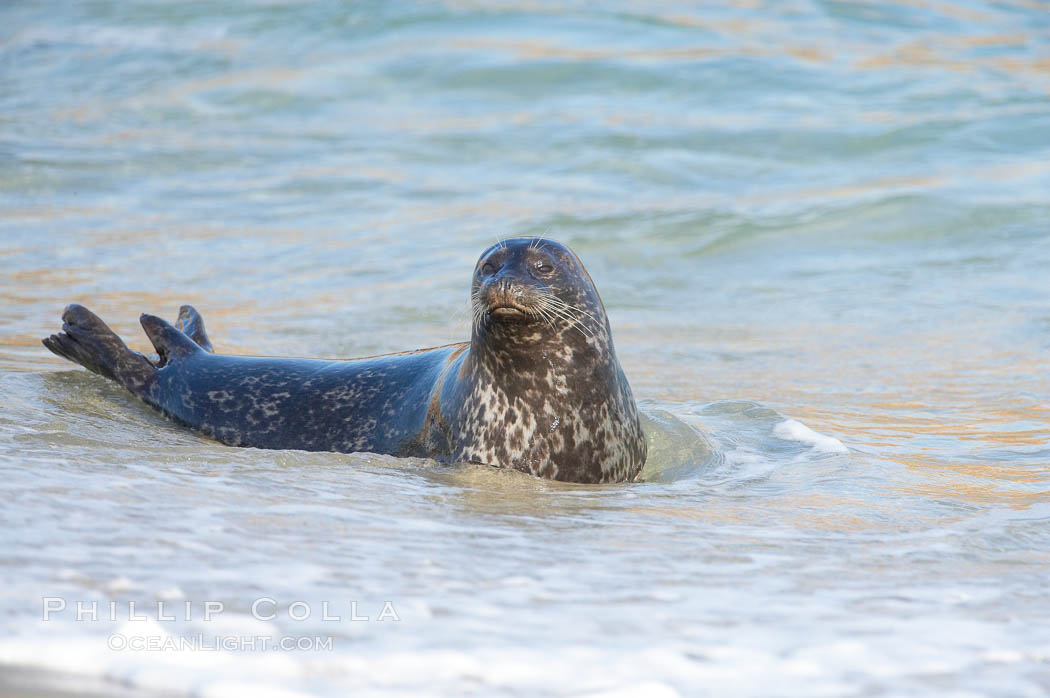 A Pacific harbor seal leaves the surf to haul out on a sandy beach.  This group of harbor seals, which has formed a breeding colony at a small but popular beach near San Diego, is at the center of considerable controversy.  While harbor seals are protected from harassment by the Marine Mammal Protection Act and other legislation, local interests would like to see the seals leave so that people can resume using the beach. La Jolla, California, USA, Phoca vitulina richardsi, natural history stock photograph, photo id 15057