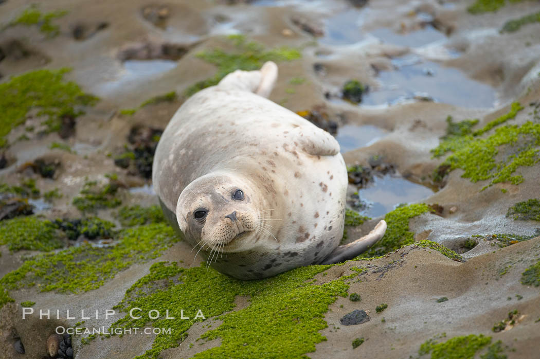 A Pacific harbor seal is hauled out to rest on the rocks.  This group of harbor seals, which has formed a breeding colony at a small but popular beach near San Diego, is at the center of considerable controversy.  While harbor seals are protected from harassment by the Marine Mammal Protection Act and other legislation, local interests would like to see the seals leave so that people can resume using the beach. La Jolla, California, USA, Phoca vitulina richardsi, natural history stock photograph, photo id 15545