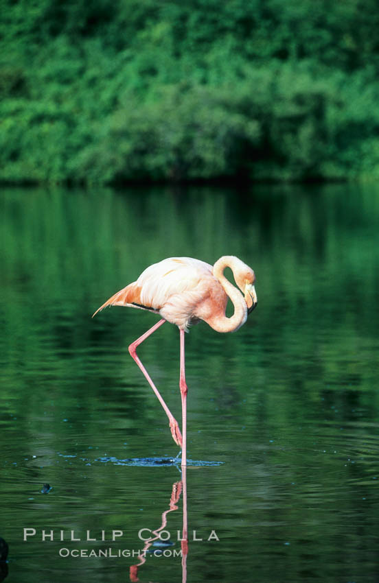 Greater flamingo. Floreana Island, Galapagos Islands, Ecuador, Phoenicopterus ruber, natural history stock photograph, photo id 02277
