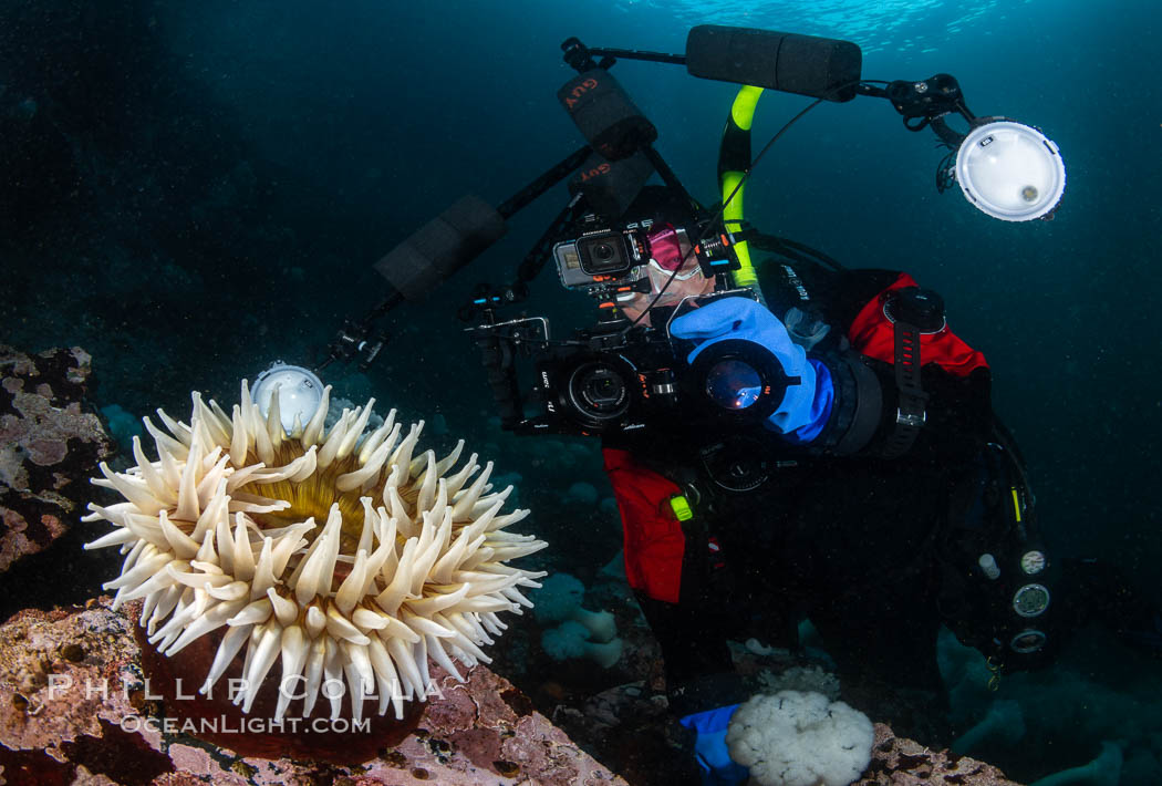 Photographer and anemone, Browning Pass, Vancouver Island. British Columbia, Canada, natural history stock photograph, photo id 35381