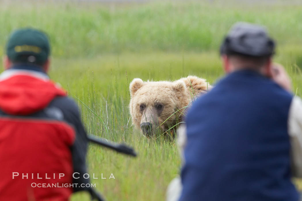 Photographers and brown bear. Lake Clark National Park, Alaska, USA, natural history stock photograph, photo id 19076