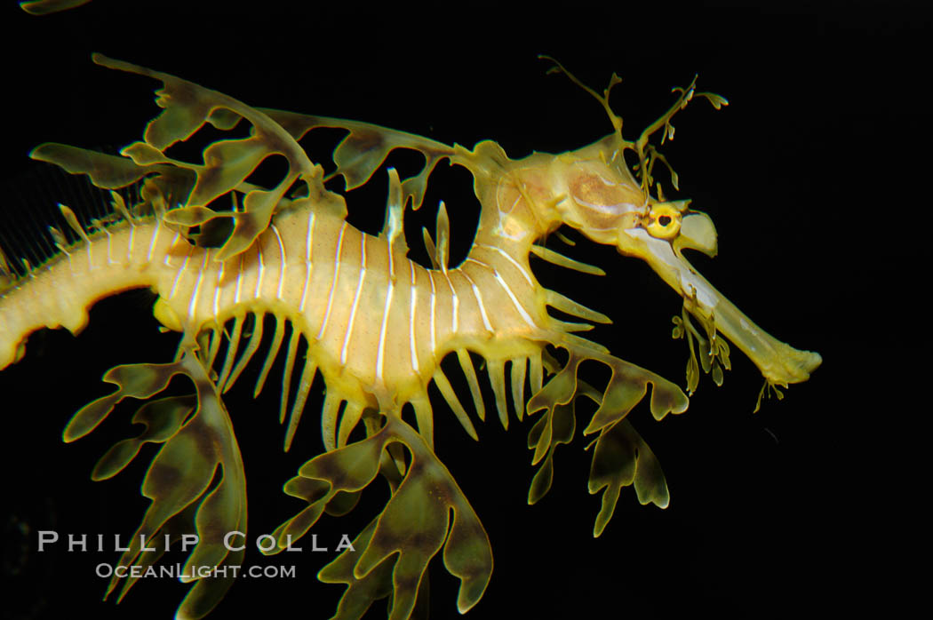 Leafy Seadragon., Phycodurus eques, natural history stock photograph, photo id 07820