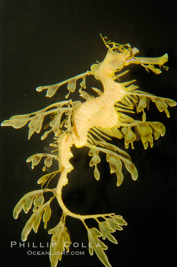 Leafy Seadragon., Phycodurus eques, natural history stock photograph, photo id 09424