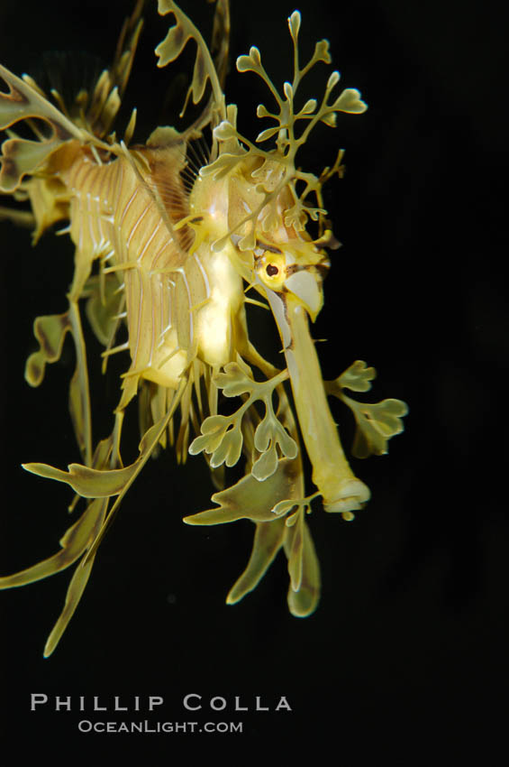Leafy Seadragon., Phycodurus eques, natural history stock photograph, photo id 07823
