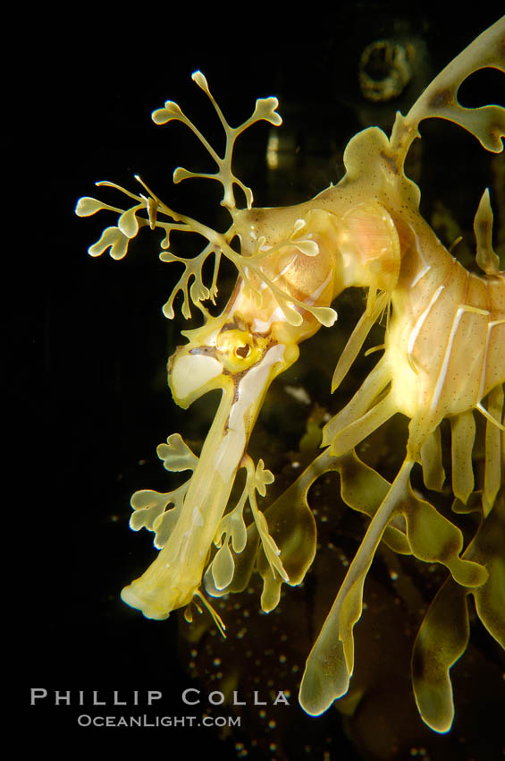 Leafy Seadragon., Phycodurus eques, natural history stock photograph, photo id 09421