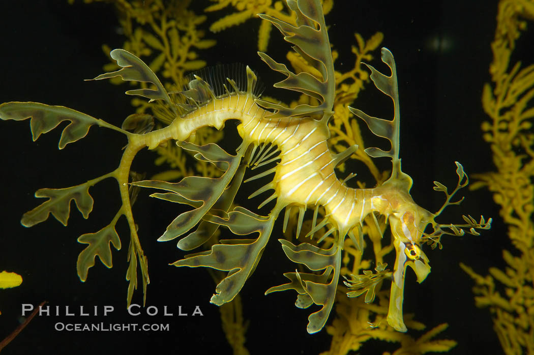 Leafy Seadragon., Phycodurus eques, natural history stock photograph, photo id 14557