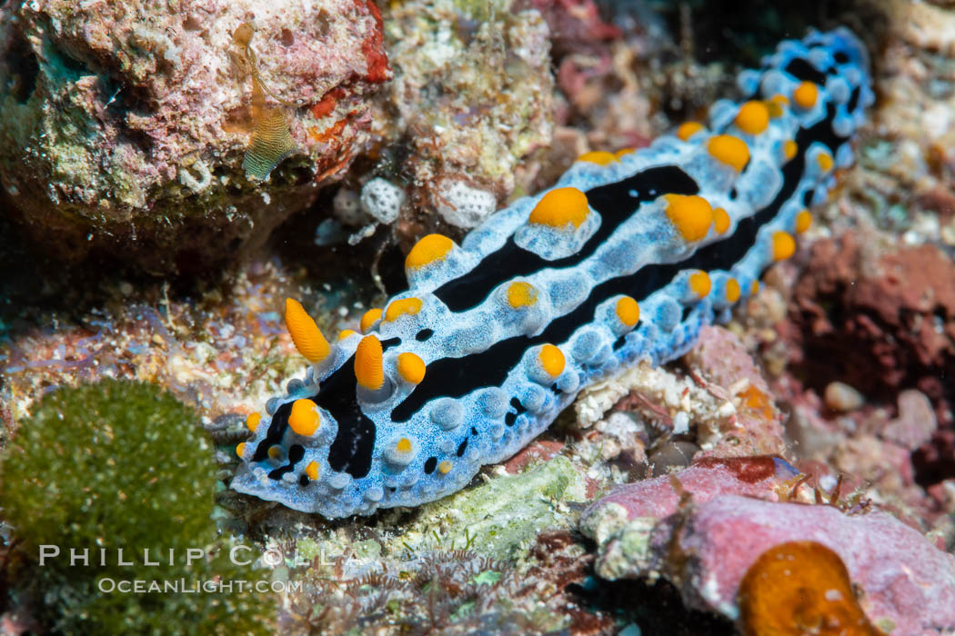 Phyllidia coelestis nudibranch, Fiji. Namena Marine Reserve, Namena Island, Phyllidia coelestis, natural history stock photograph, photo id 34758