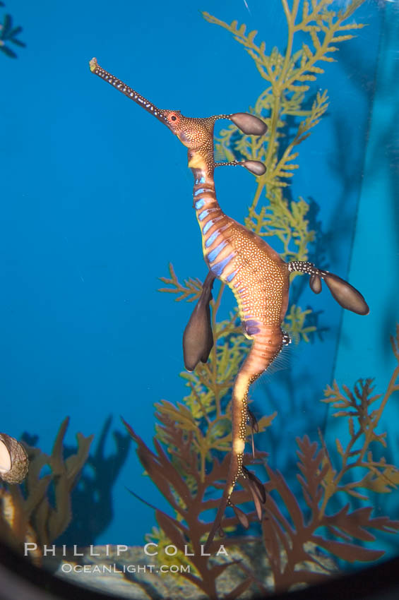 Weedy seadragon., Phyllopteryx taeniolatus, natural history stock photograph, photo id 07915