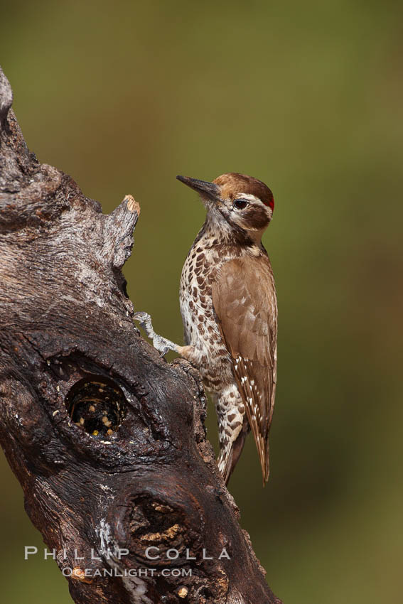 Arizona woodpecker, male. Madera Canyon Recreation Area, Green Valley, USA, Picoides arizonae, natural history stock photograph, photo id 22972